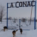 la-conac-caini