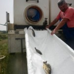 stolnici-pesti-banda-rulanta