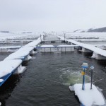 viviere-stolnici-iarna1