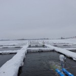 viviere-stolnici-iarna2