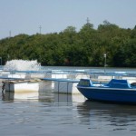 viviere-stolnici-oxigenare2